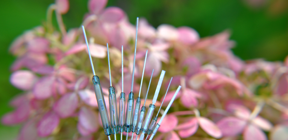 A close-up of several acupuncture needles held upright with blurred pink flowers and green foliage in the background, embodying the balance and power efficiency seen in Reed Switch Technology. by Standex Detect